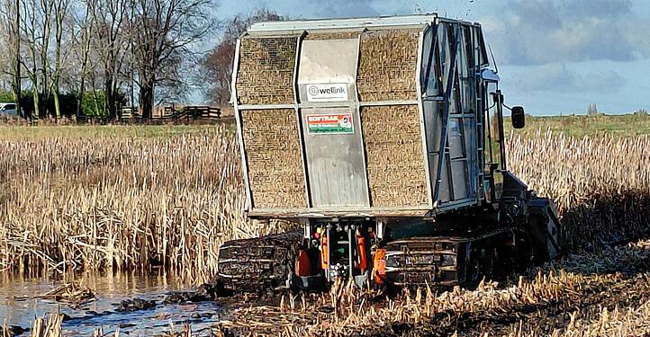 Ernte auf einer Rohrkolbenfläche